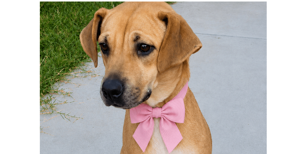 Franny Tx - Labrador Retriever