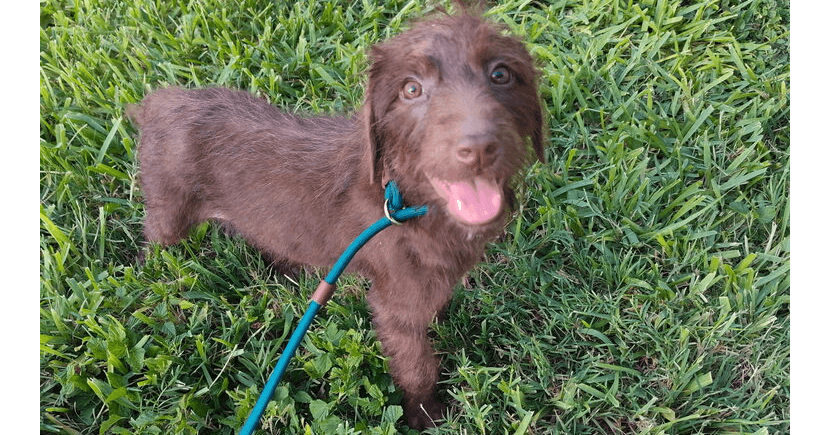 Emma Tx - Terrier