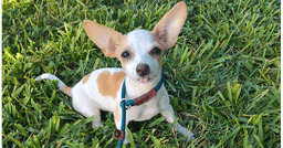 Nina Tx image 1