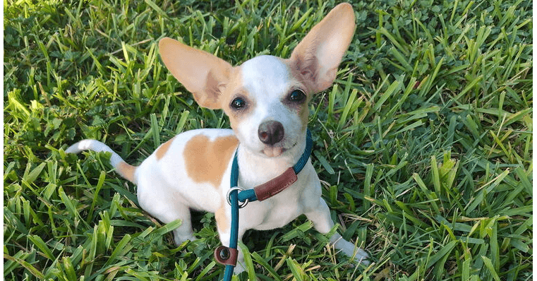 Nina Tx - Chihuahua