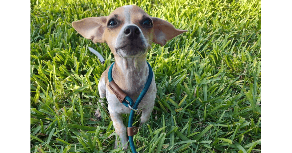 Nico Tx - Chihuahua