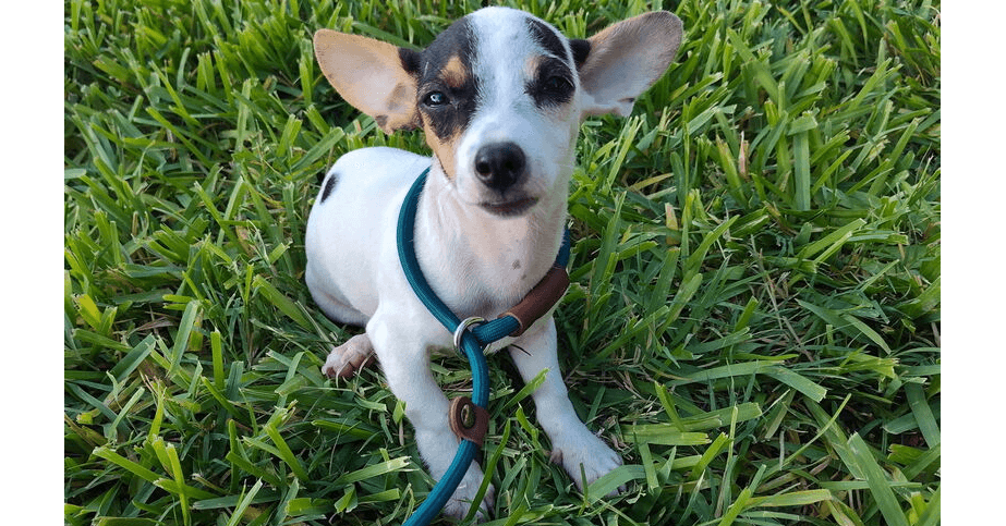 Nala Tx - Chihuahua
