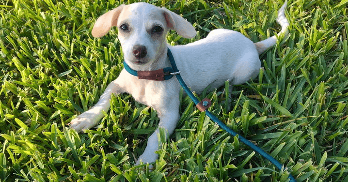Nitsy Tx - Chihuahua