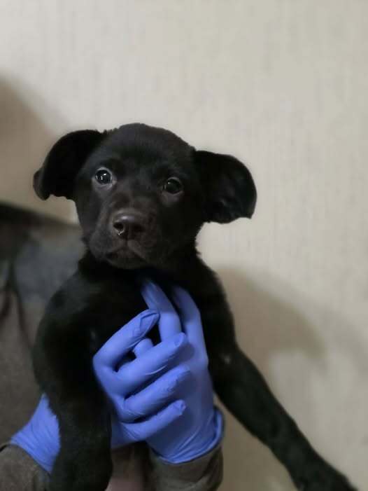 Poppy Al - Labrador Retriever