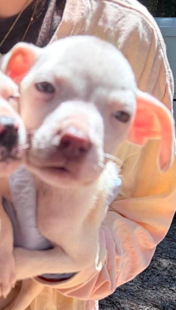 Courtney Ga - Pit Bull Terrier