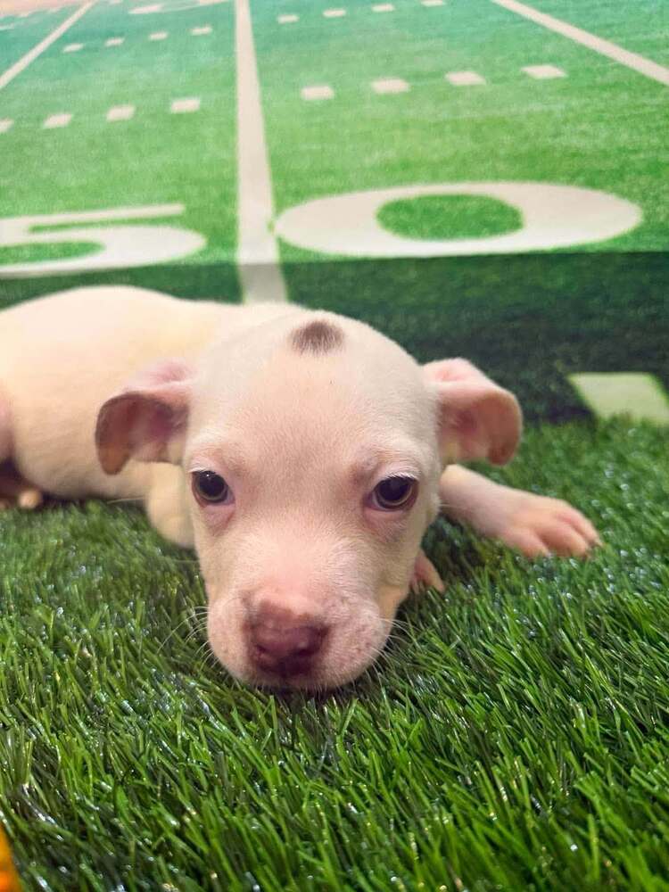 Courtney Ga - Pit Bull Terrier