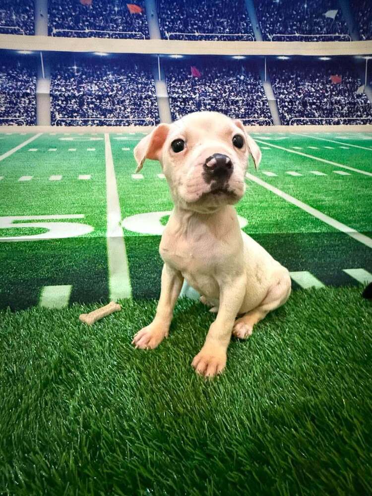 Cody Ga - Pit Bull Terrier