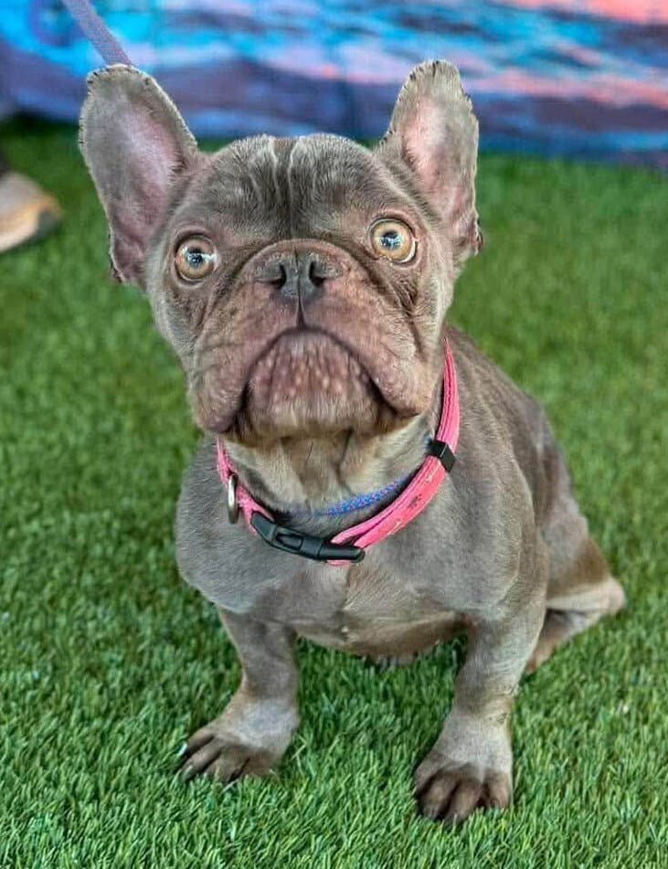 Gabby Ga - French Bulldog