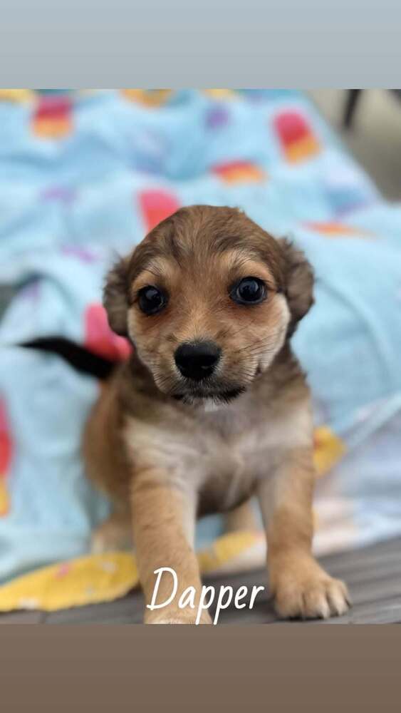 Dapper Ga - Yorkshire Terrier Yorkie