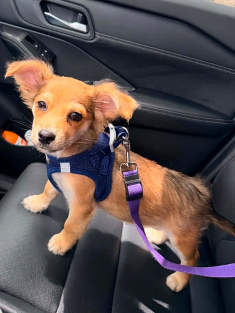 Dapper Ga - Yorkshire Terrier Yorkie