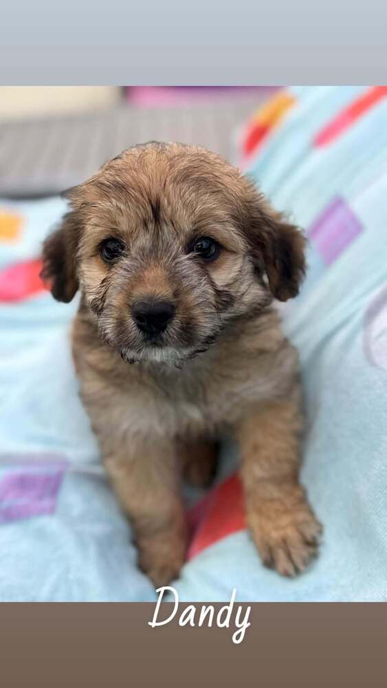 Dandy Ga - Yorkshire Terrier Yorkie