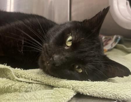 Mekko - Domestic Short Hair