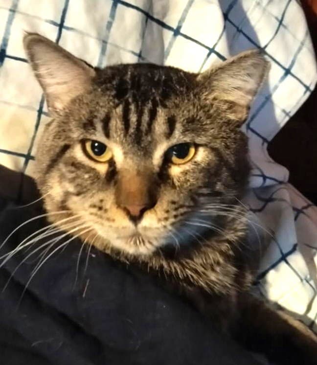 Vance - Domestic Short Hair