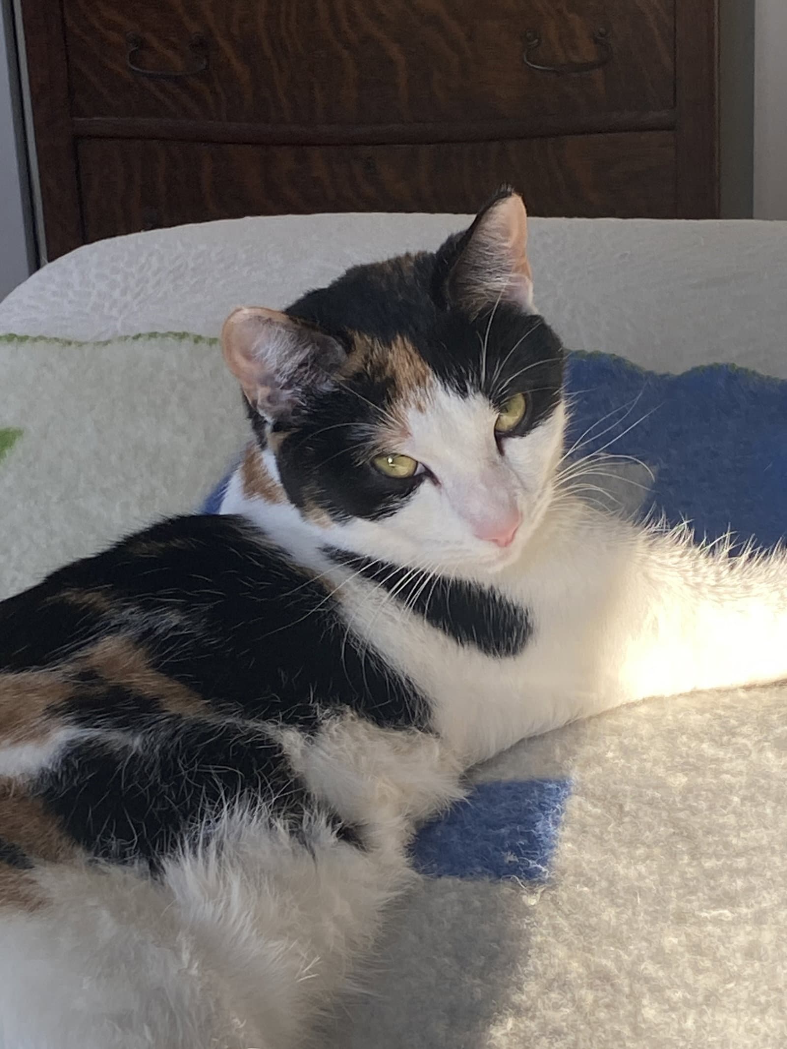 Frise - Domestic Short Hair
