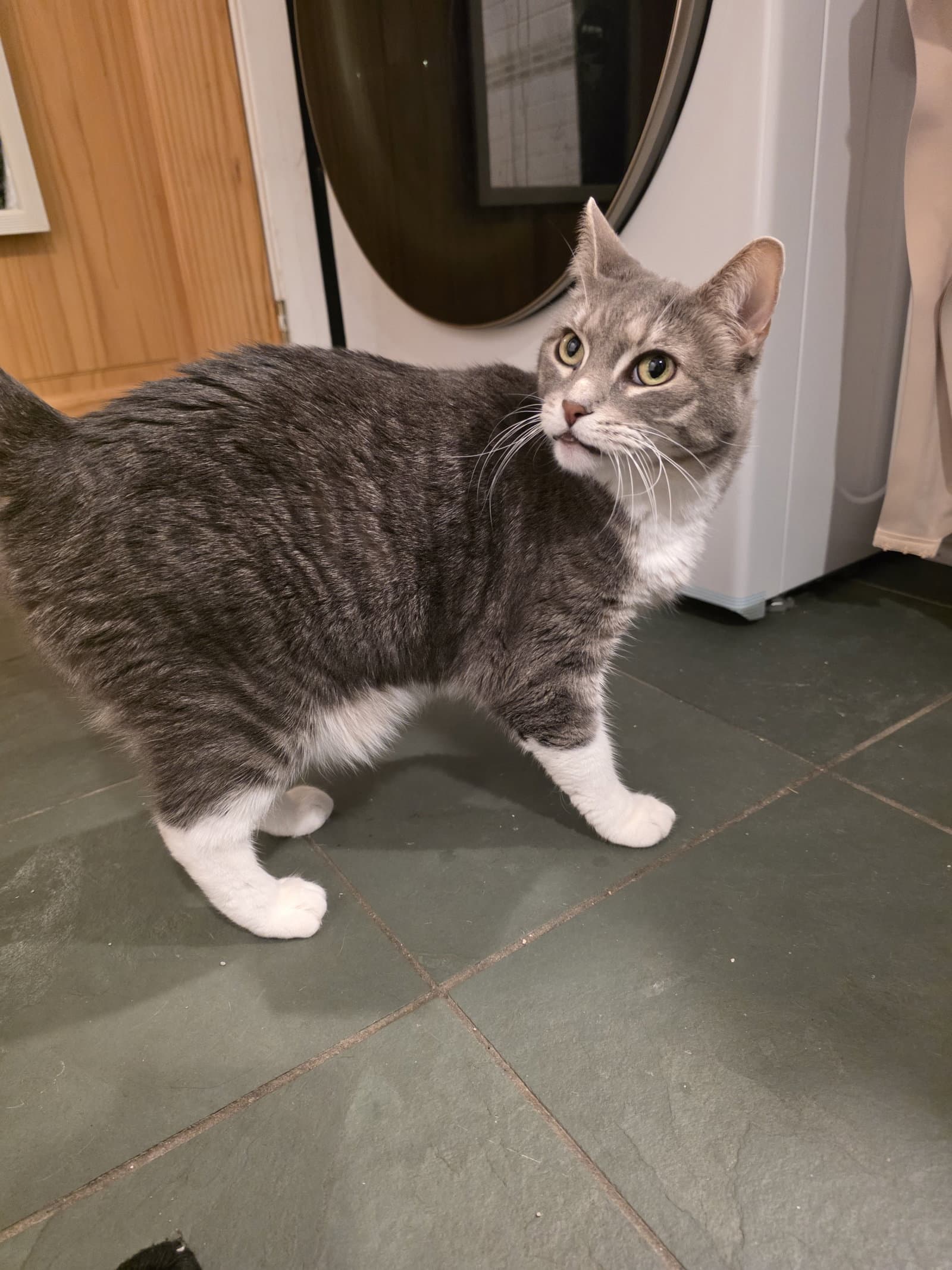Ambrosia And Flip-Flop - Domestic Short Hair
