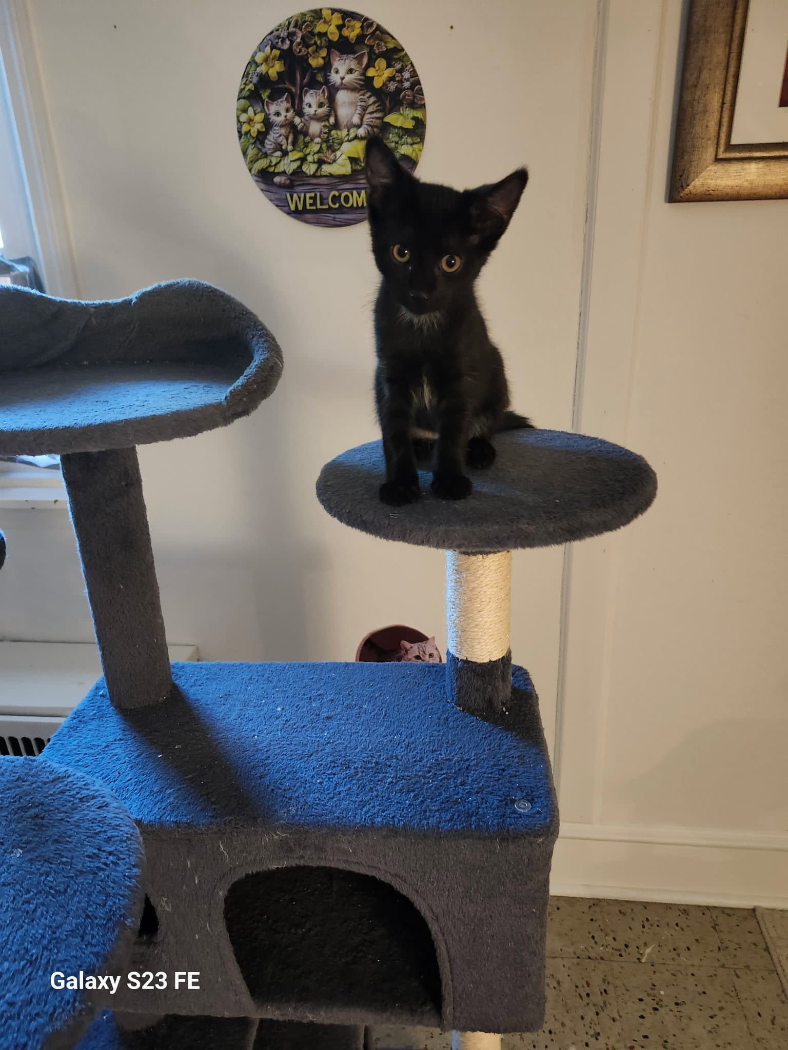 Jackson Gray - Domestic Short Hair