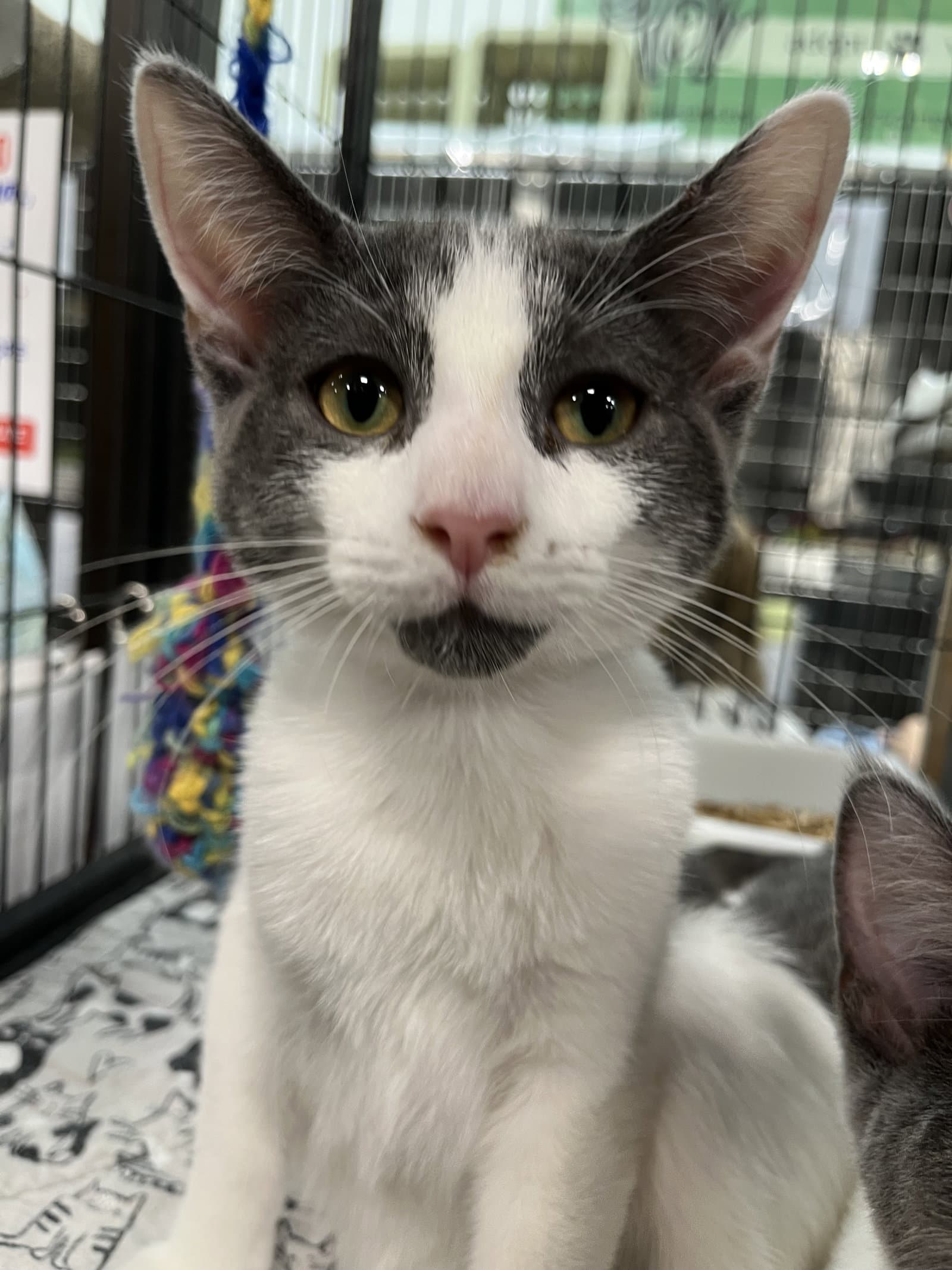 Sparrow Gray - Domestic Short Hair