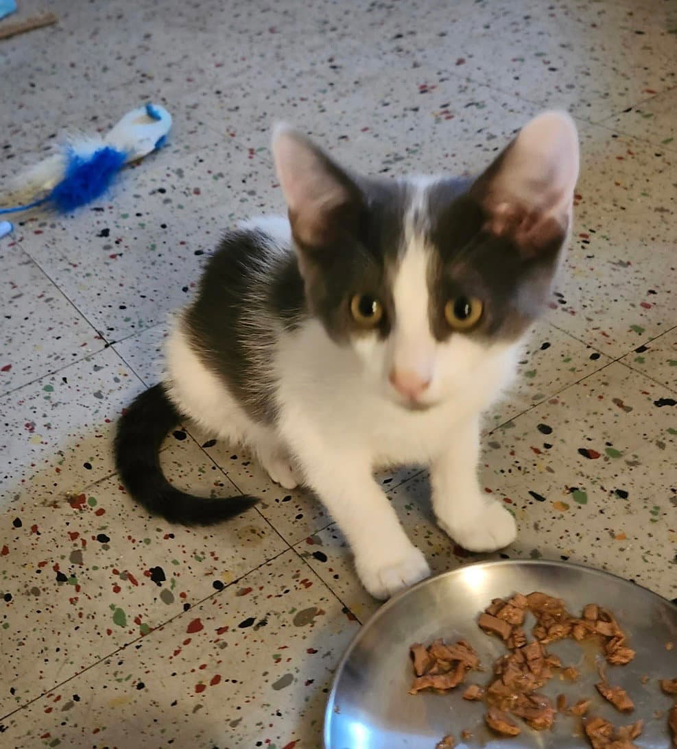 Petals Gray - Domestic Short Hair