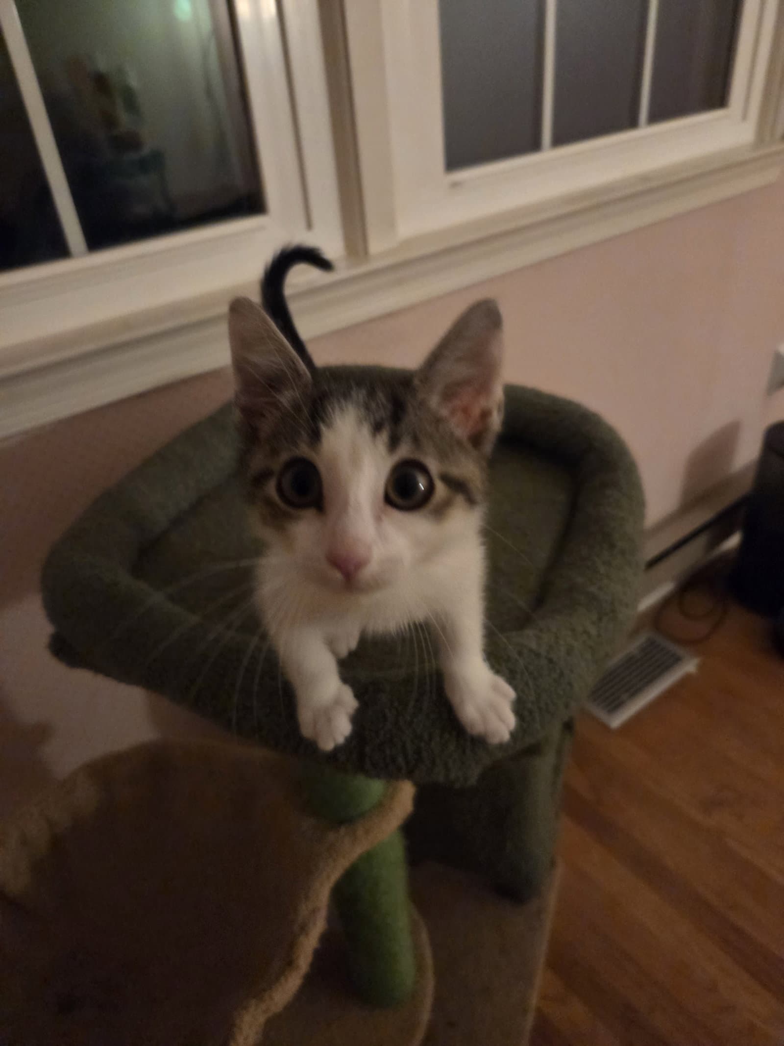 Prosciutto - Domestic Short Hair