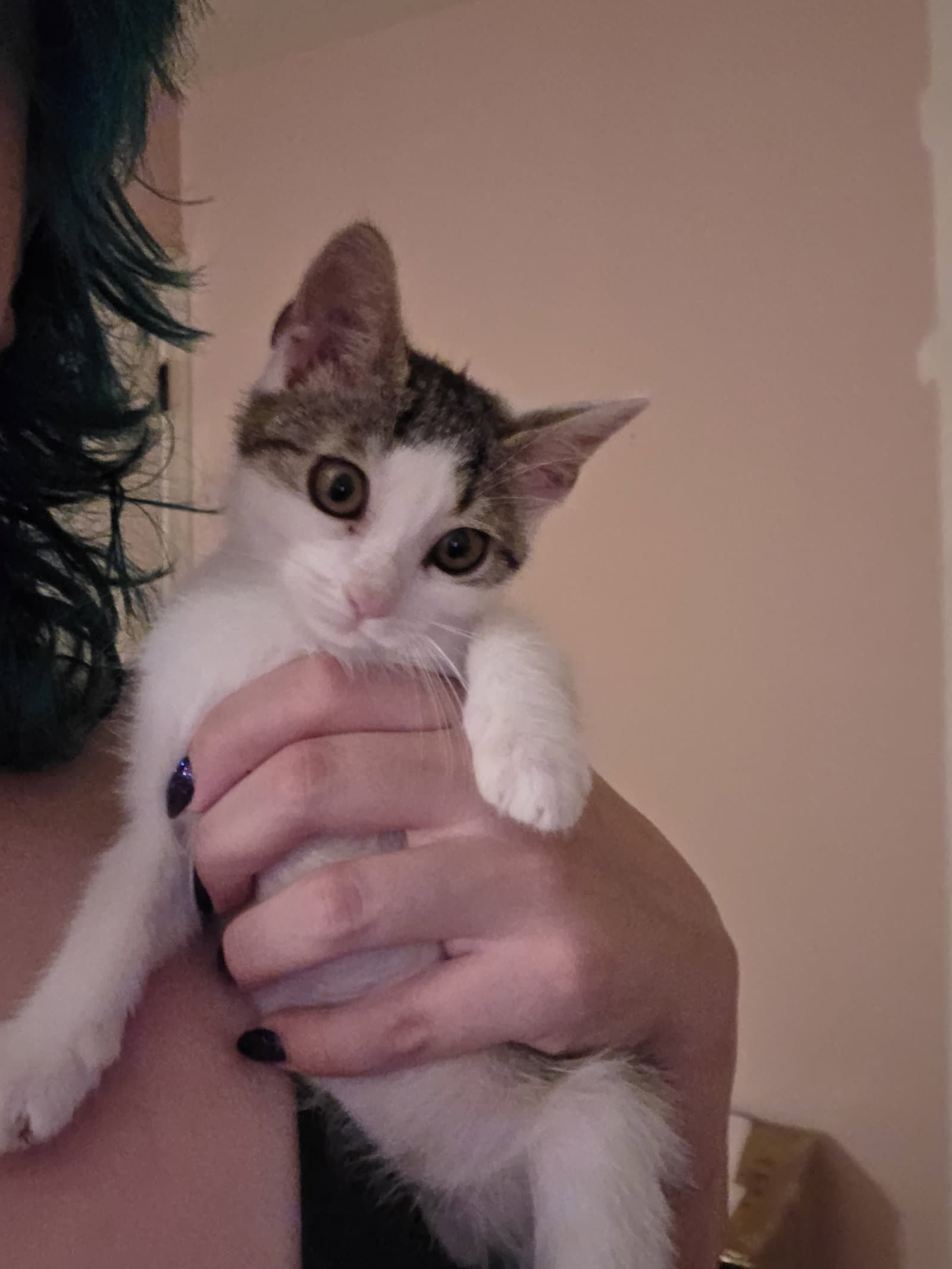 Nduja - Domestic Short Hair