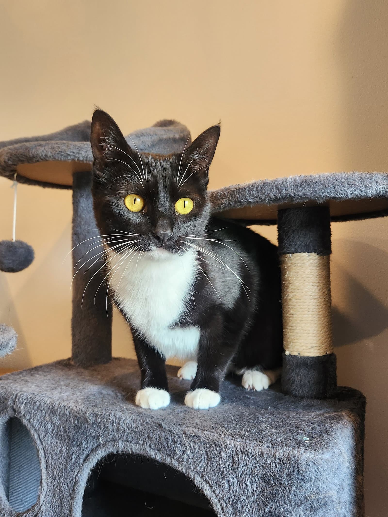 Coco Anna - Domestic Short Hair
