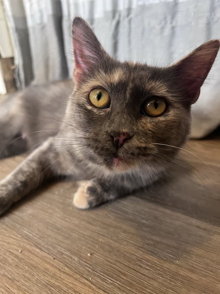 Penryn - Domestic Medium Hair