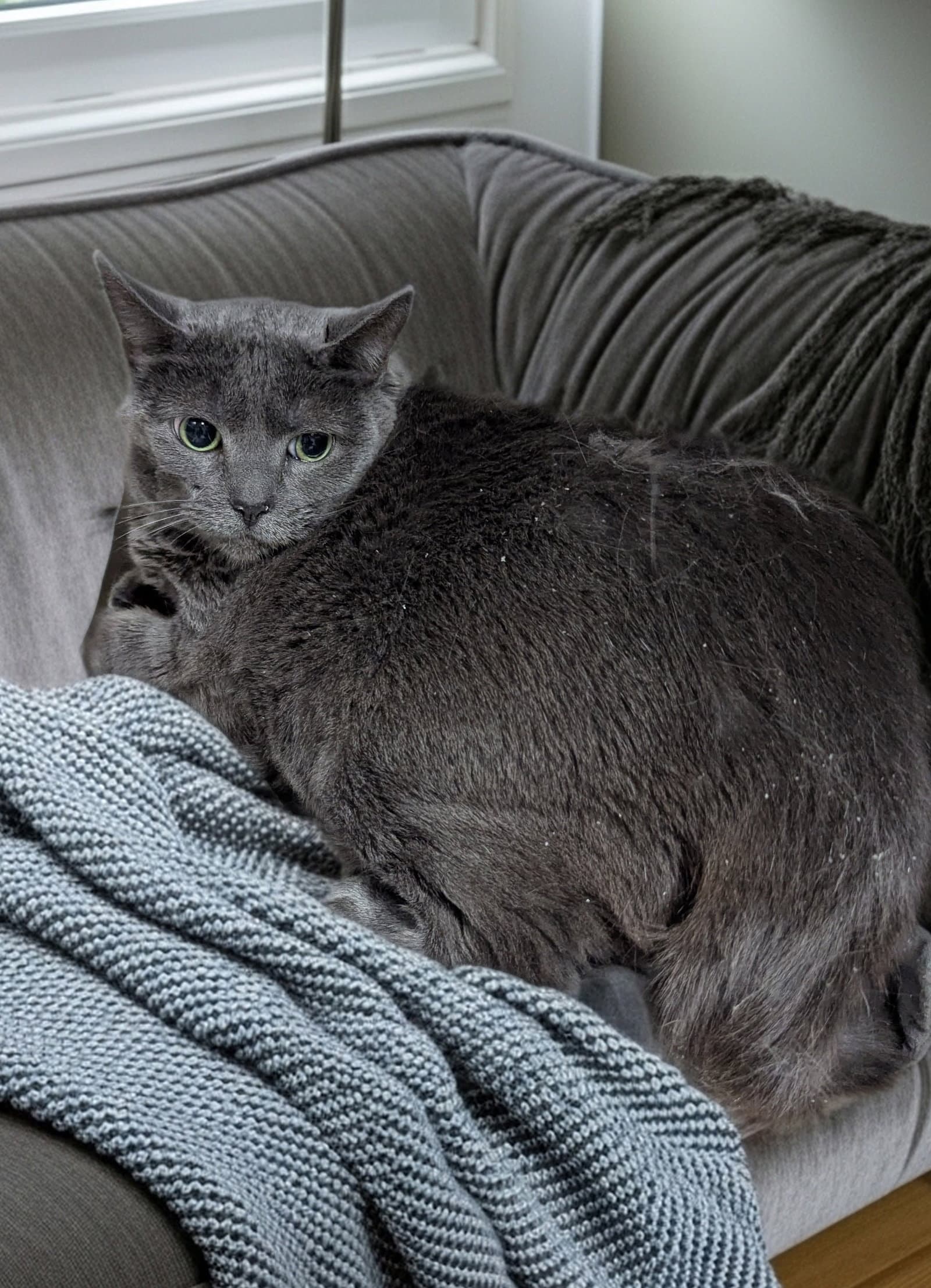 Wednesday - Domestic Short Hair