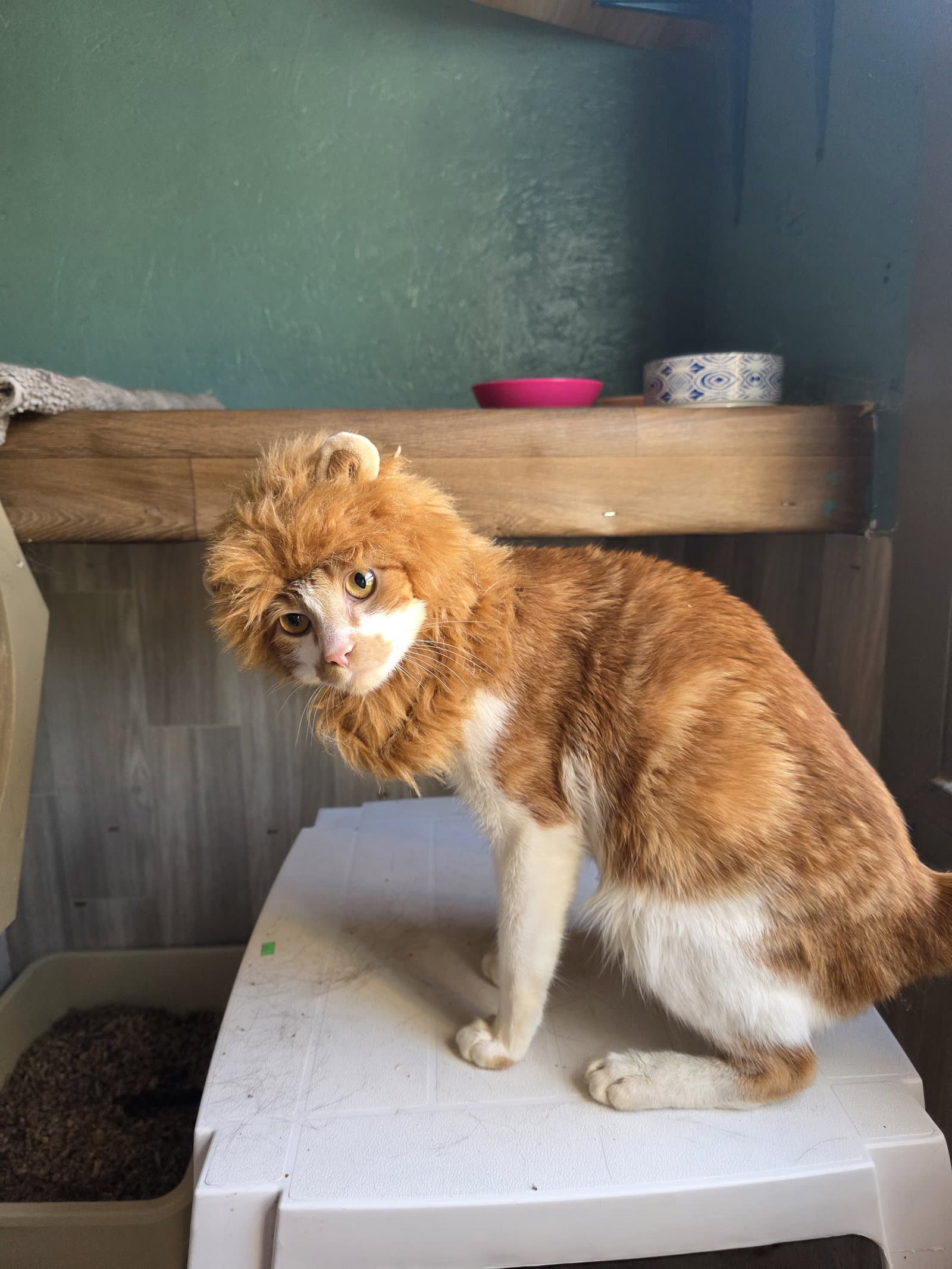 Rex Spex - Domestic Short Hair