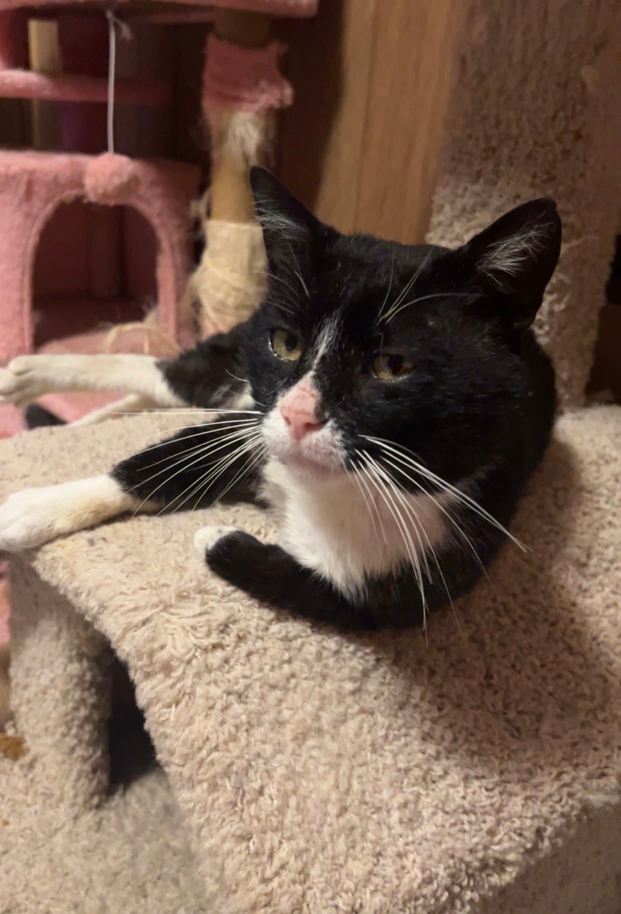 Denver Barkey - Domestic Short Hair