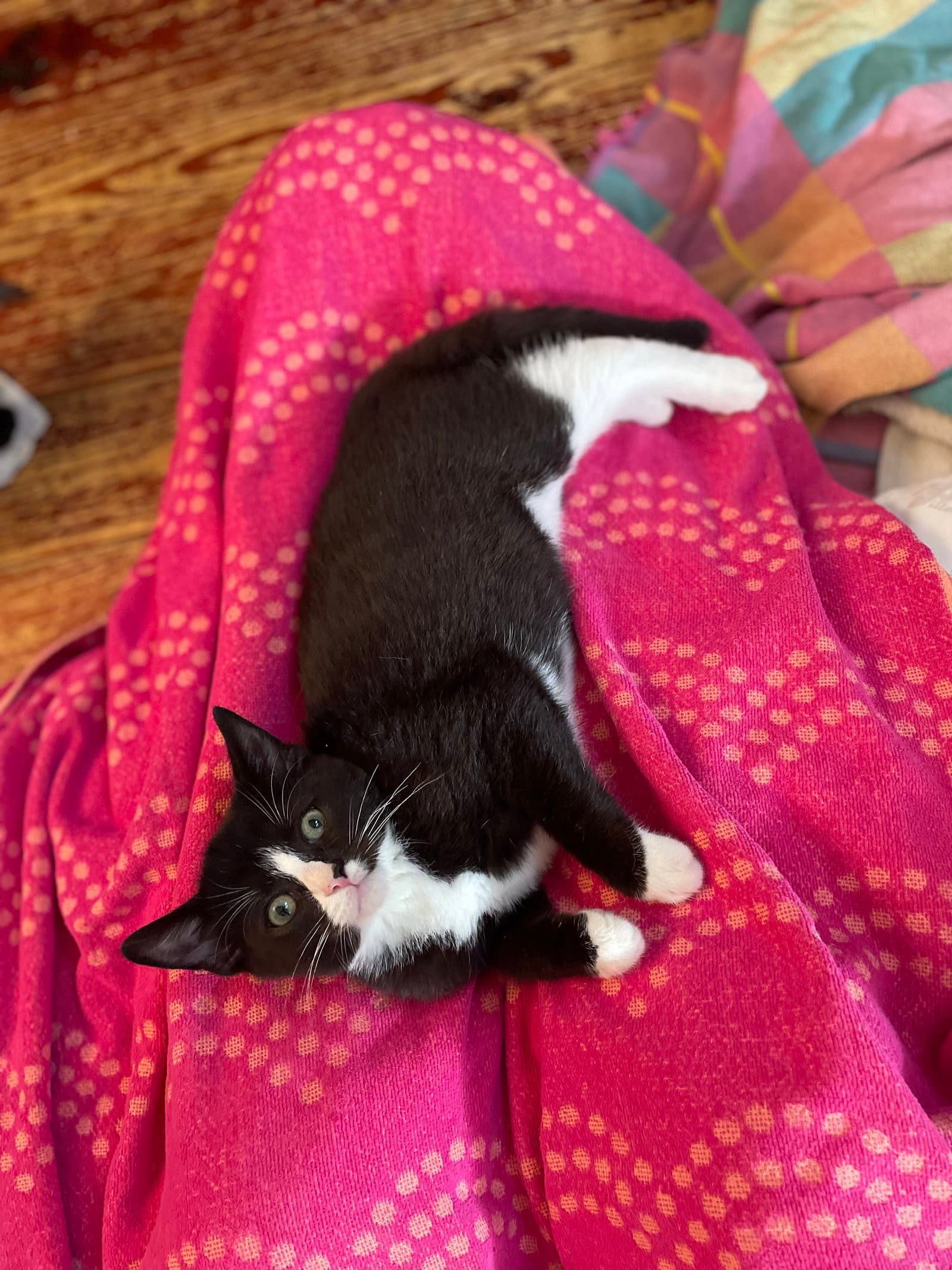 New Crash - Domestic Short Hair