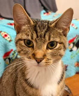 Sunnyside Up - Domestic Short Hair