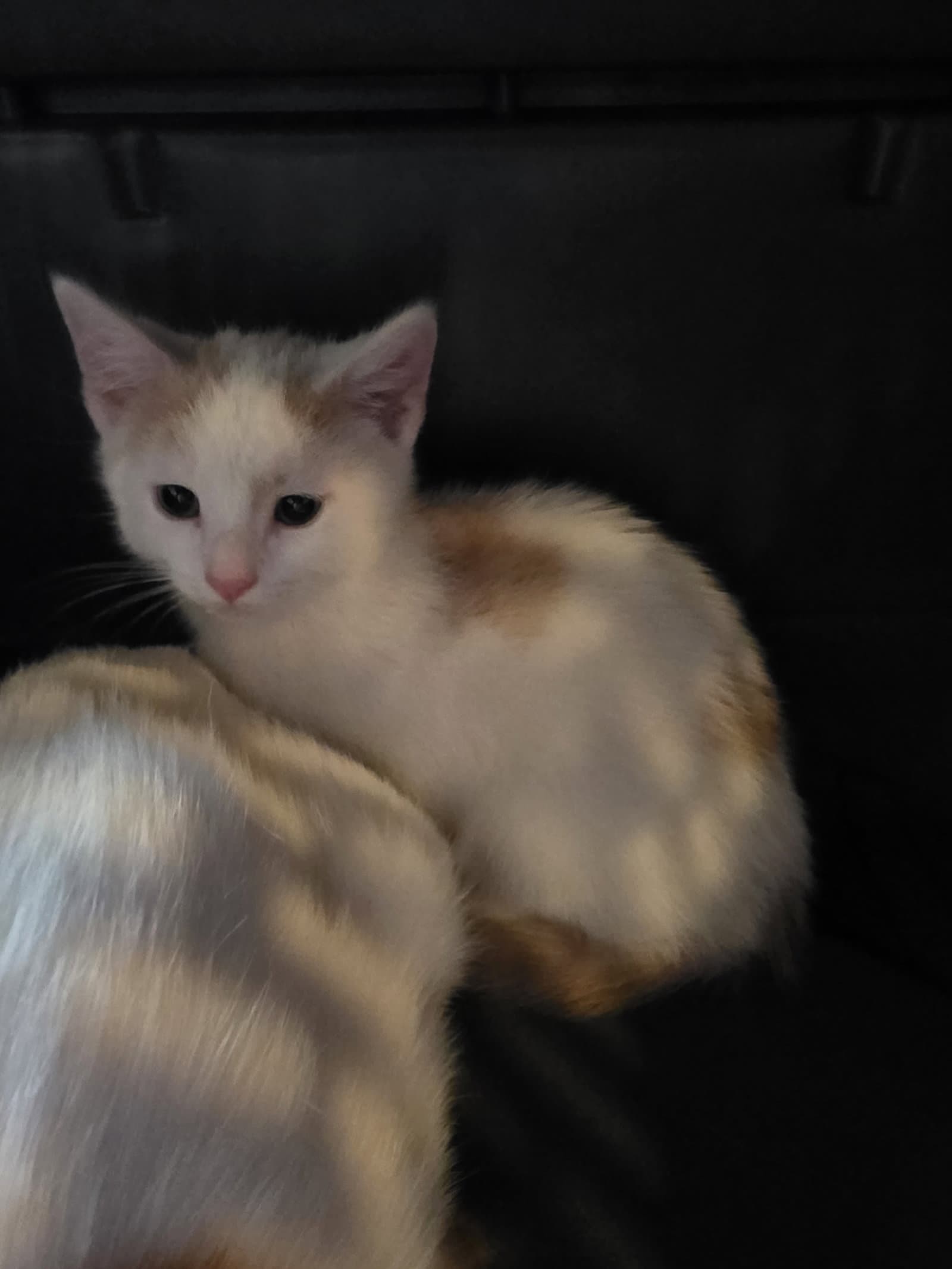 Nacho Average - Domestic Short Hair