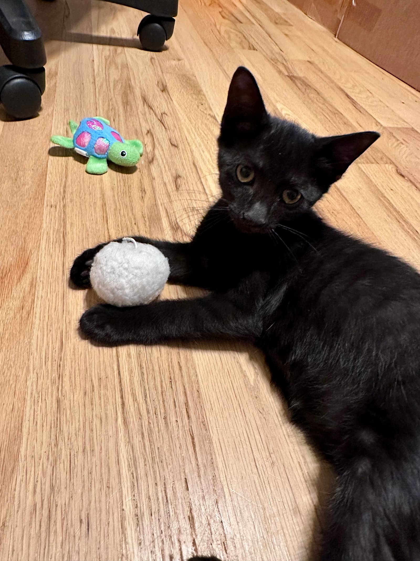 Googly - Domestic Short Hair