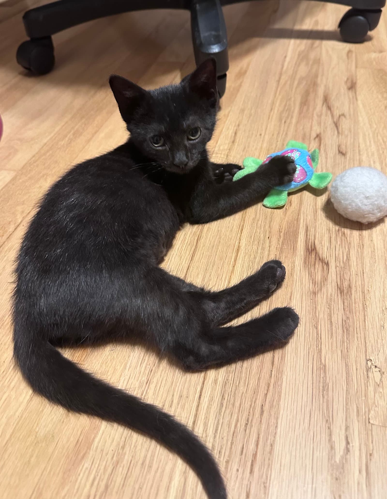 Sticky Wicket - Domestic Short Hair