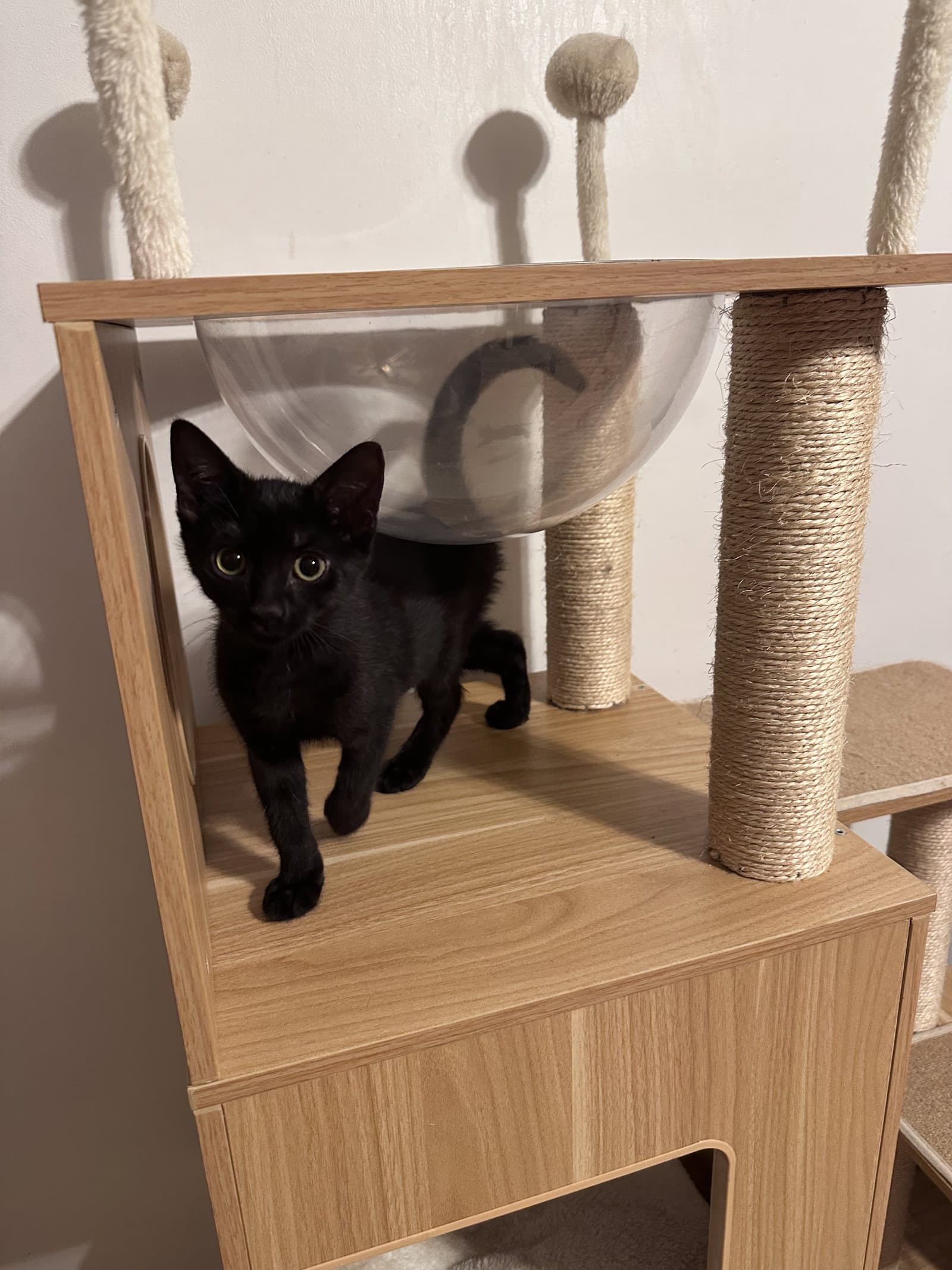 Wicket Maiden - Domestic Short Hair