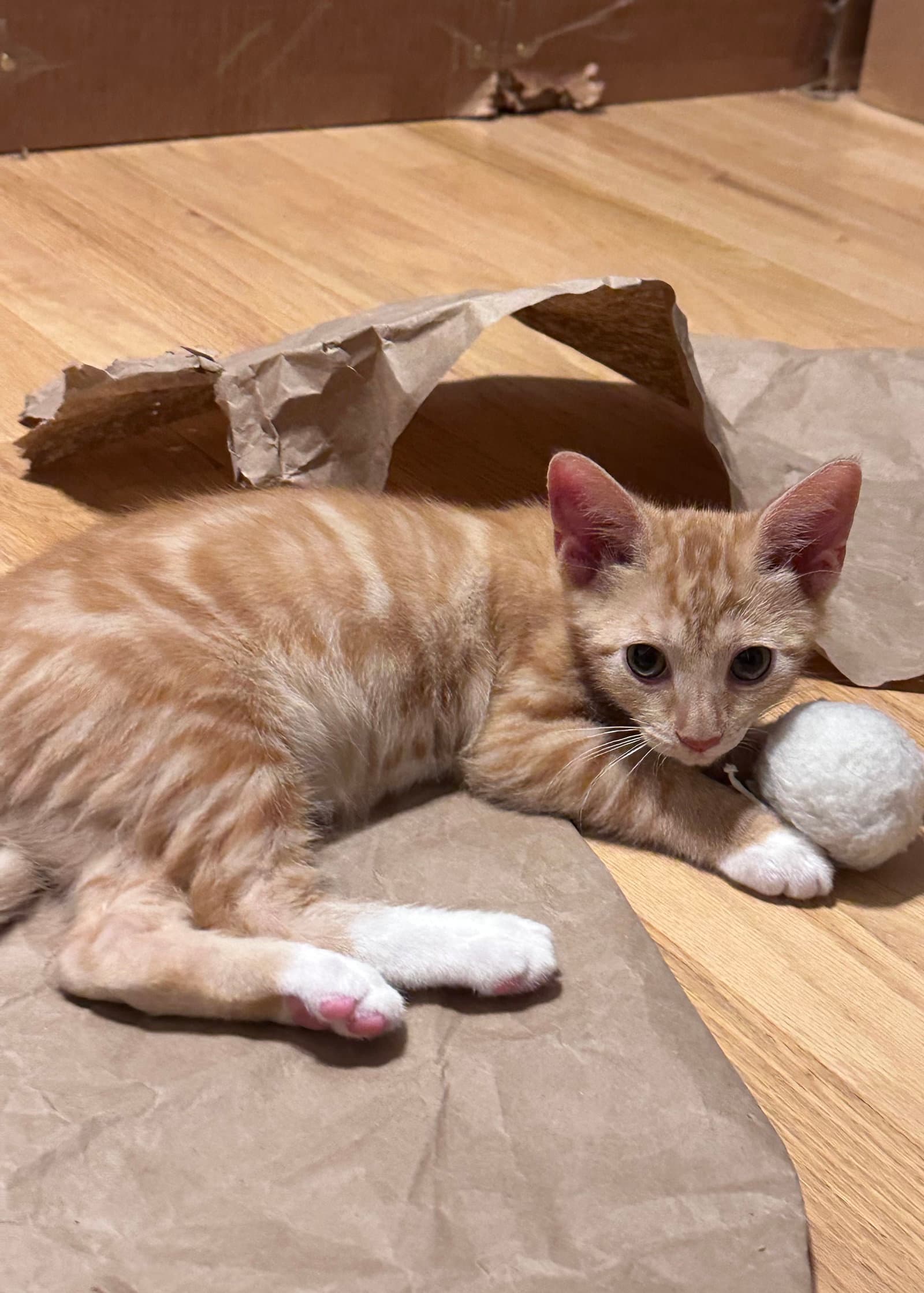 Golden Duck - Domestic Short Hair