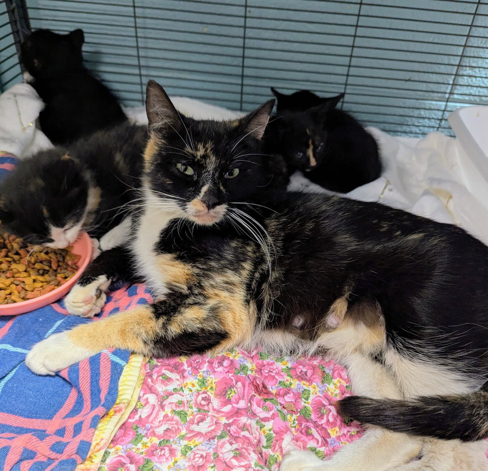 Momma - Domestic Short Hair