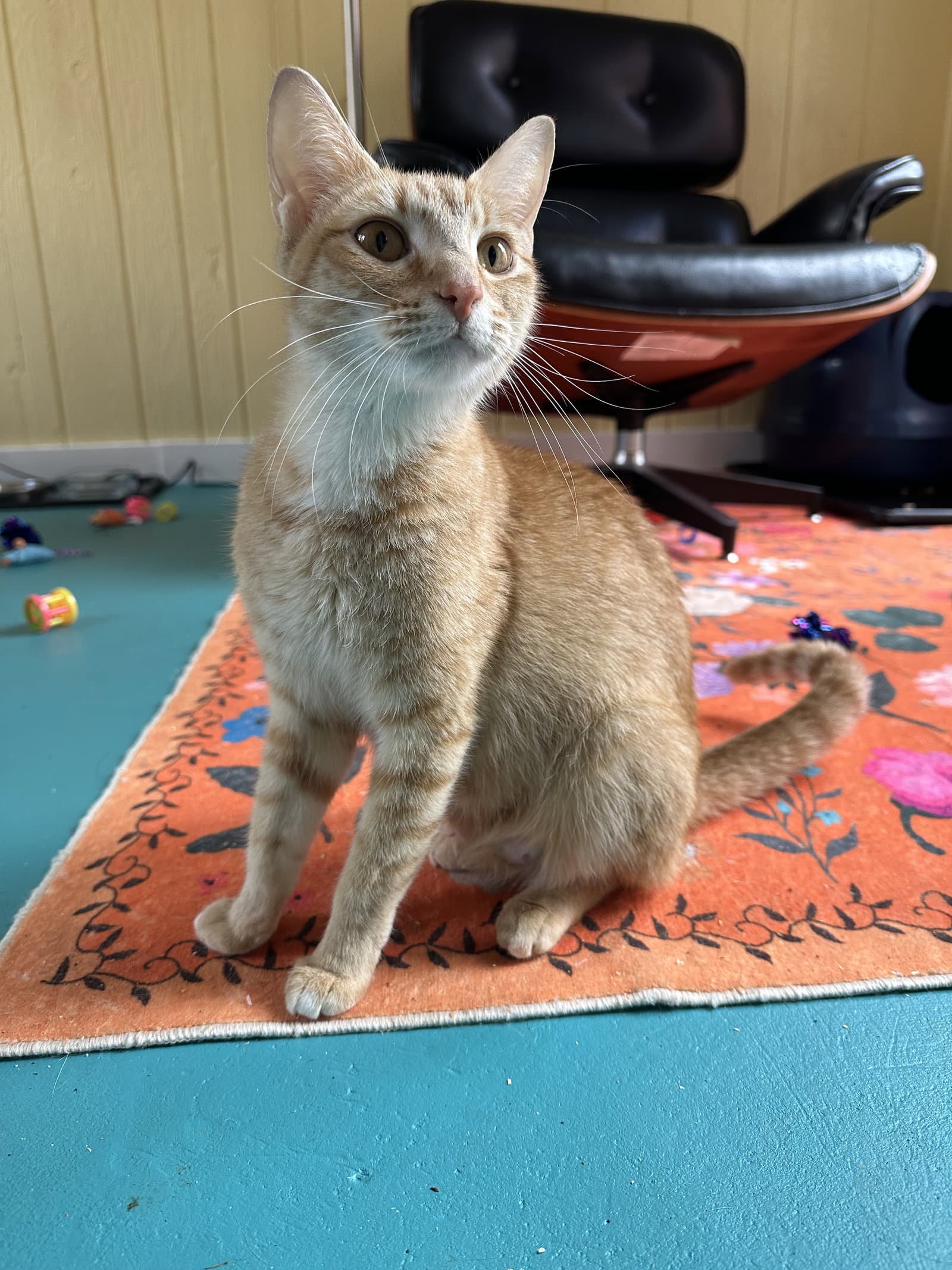 Strawberry S - Domestic Short Hair