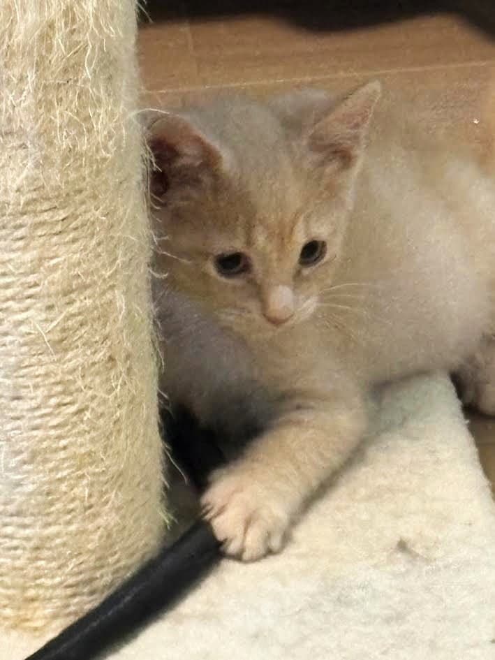 Mr Bingley - Domestic Short Hair