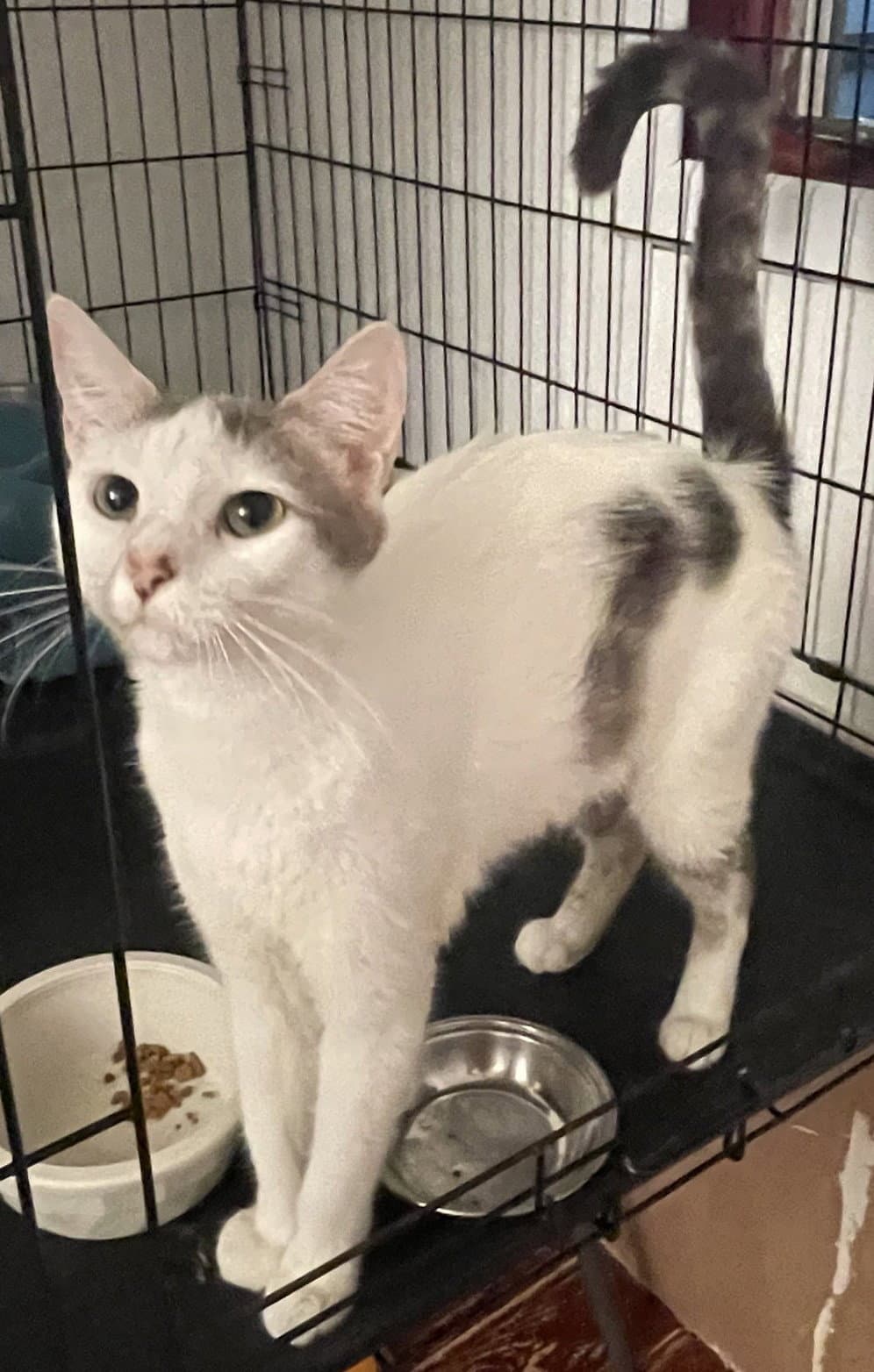 Daisy Mae - Domestic Short Hair
