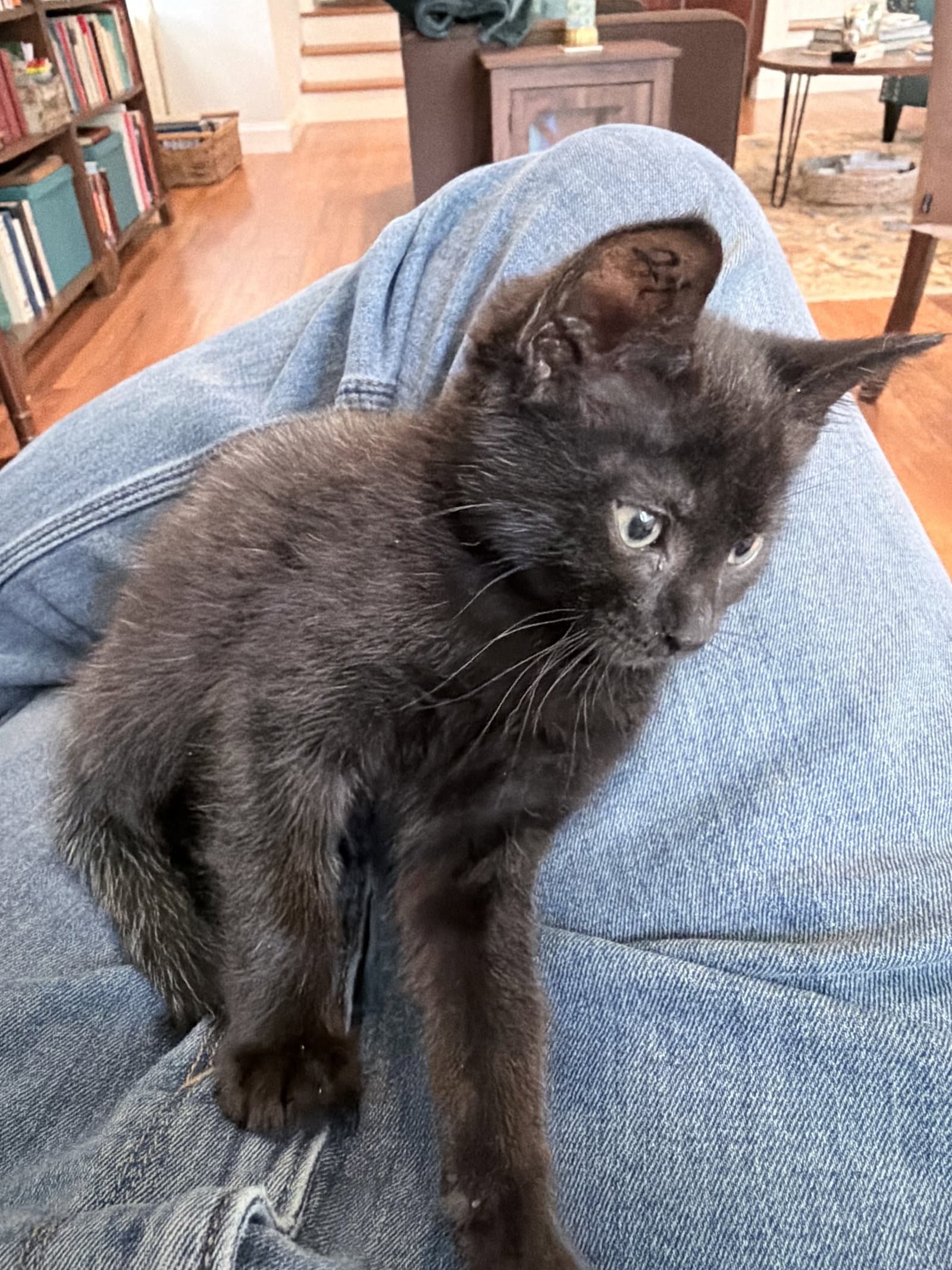 Aquafina - Domestic Short Hair
