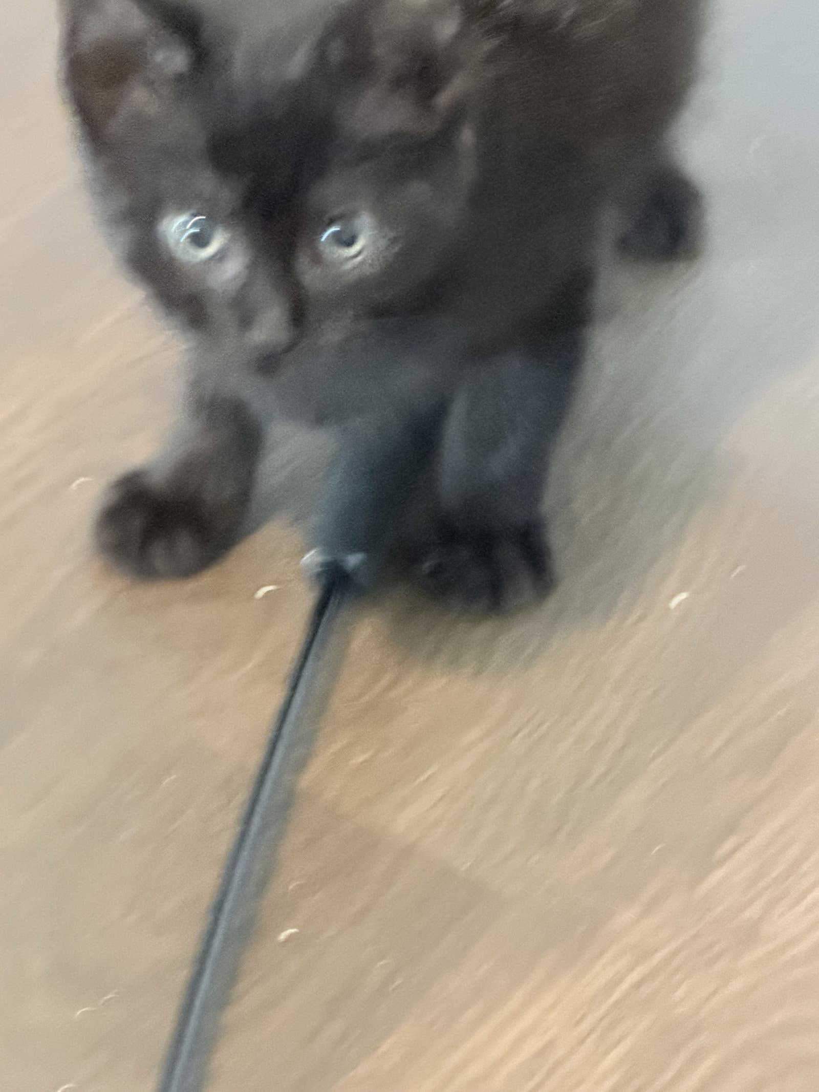 Poland Spring - Domestic Short Hair