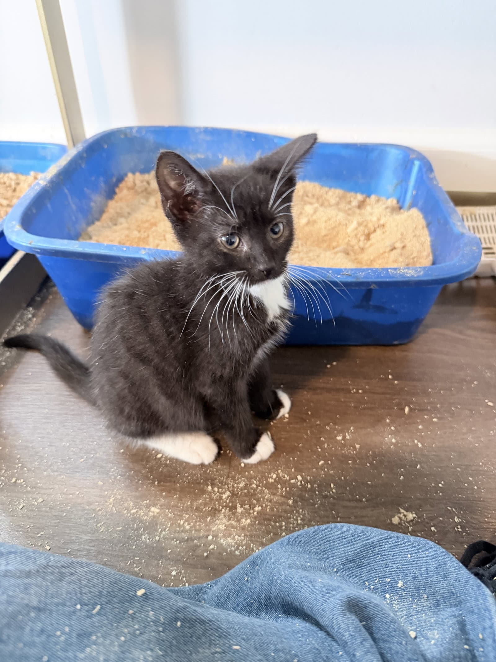 Voss - Domestic Short Hair