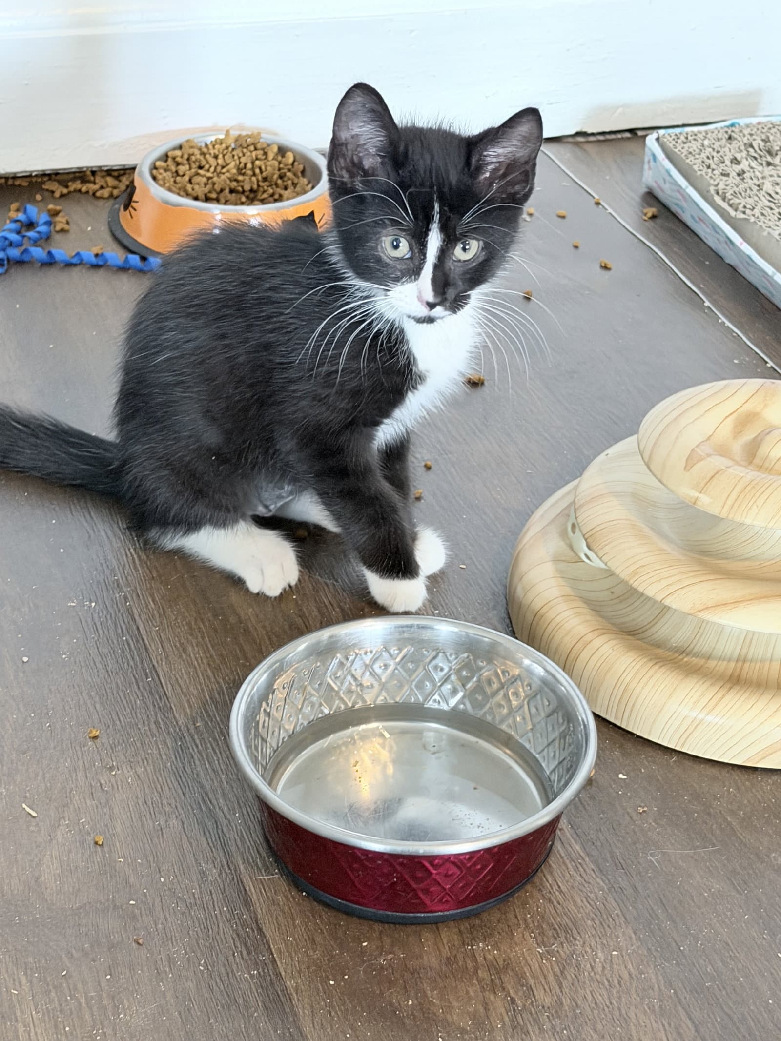 Spellegrino - Domestic Short Hair