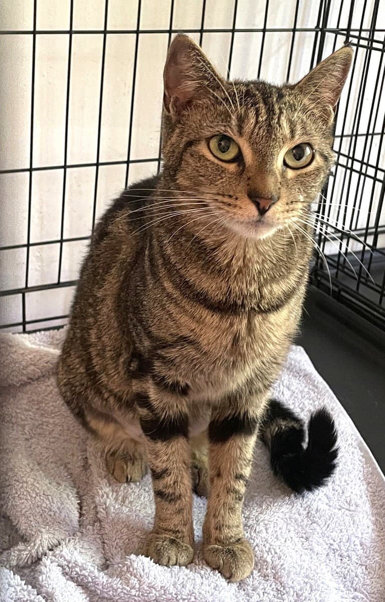 Peggy Anne - Domestic Short Hair
