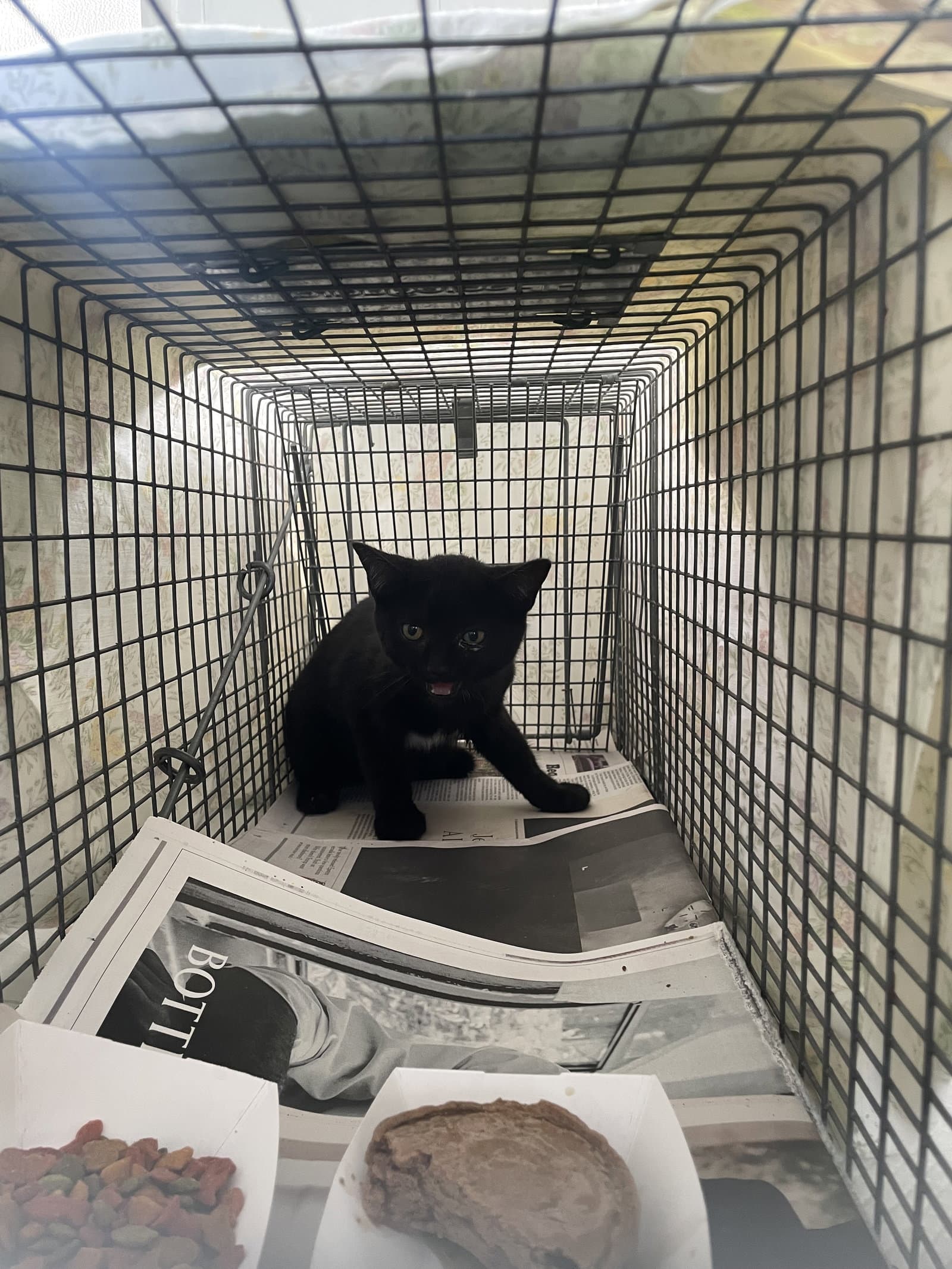 Beevis - Domestic Short Hair