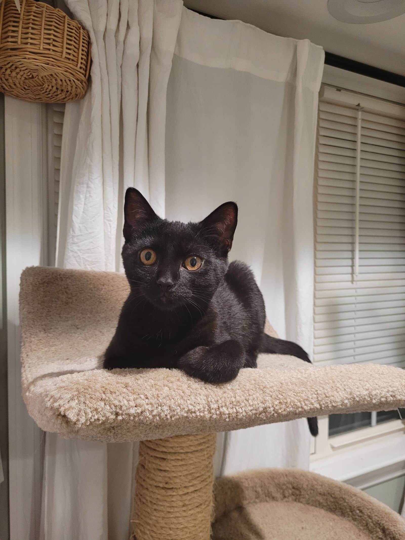 Biff - Domestic Short Hair