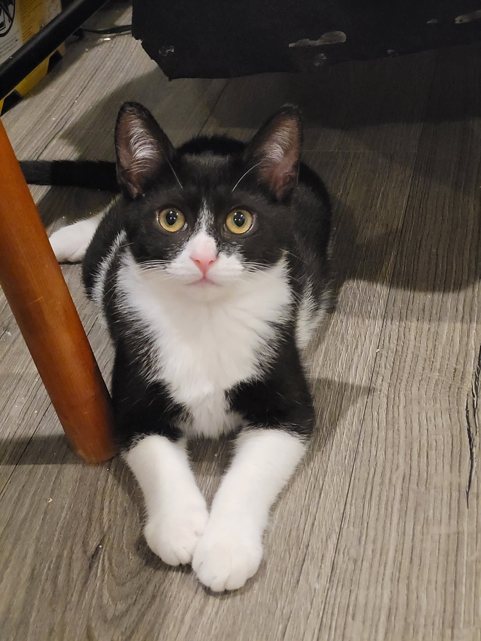 Blandon - Domestic Short Hair