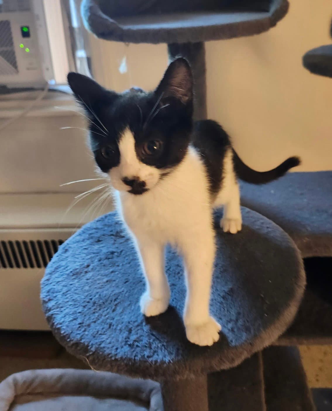 Tiny Dancer - Domestic Short Hair