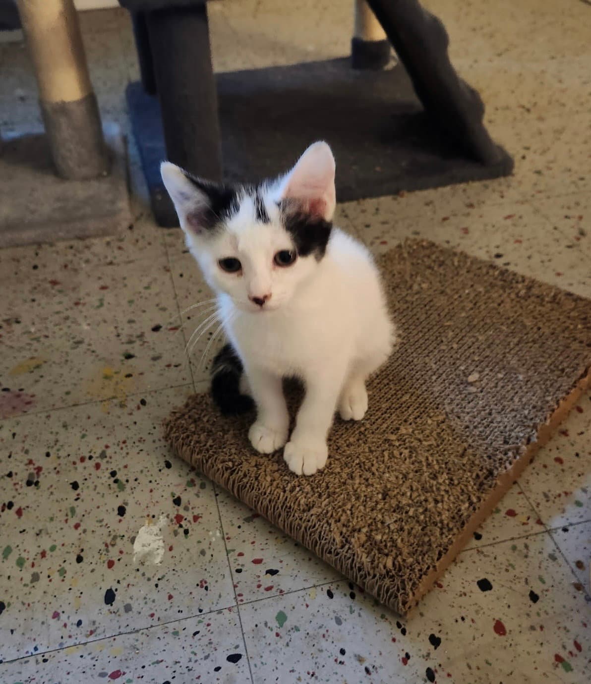 Jersey Girl - Domestic Short Hair